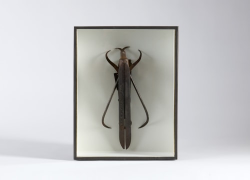 despont insect