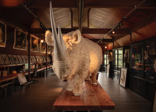 rhino depsont studio