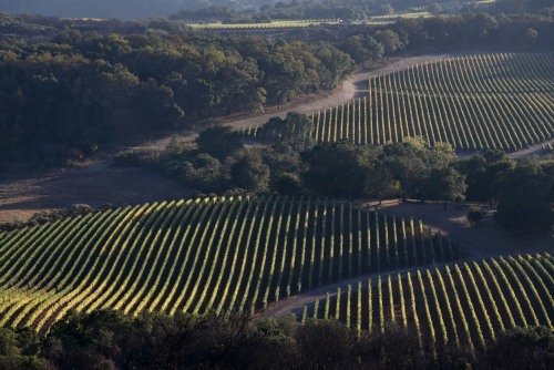 Estate Vineyards by David Abreu Kenzo Estate Napa Valley