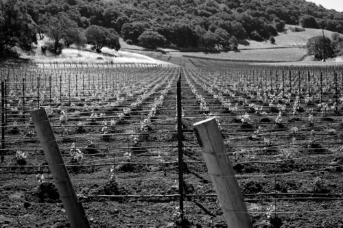 History of Kenzo Estate Napa Valley