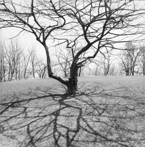Lee Friedlander, Central Park, New York City, 1992

Gelatin silver print