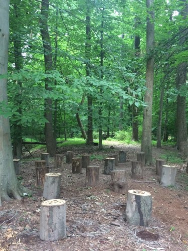 Forest with tree stumps