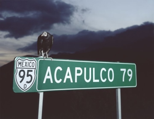 bird on sign