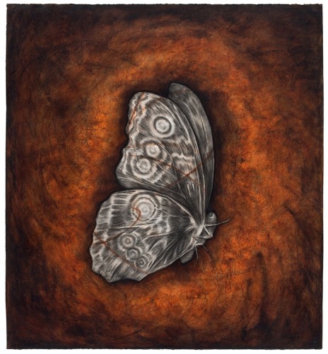 Moth, 1995 Oil stick and charcoal on paper