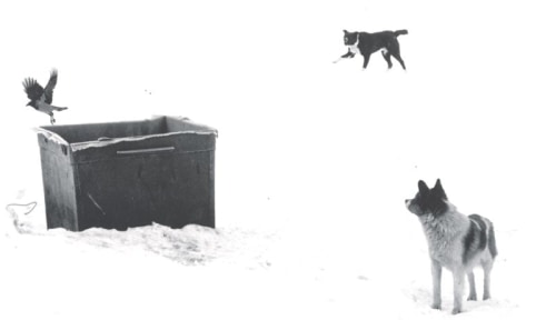 Pentti Sammallahti Solovki, White Sear, Russia (two dogs and bird on box), 1992