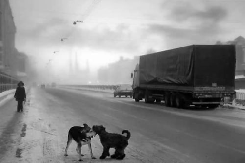Pentti Sammallahti St. Petersburg, Russia (dogs and truck), 2011