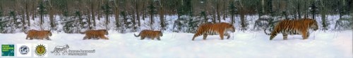 Khunta Mi Initiative: Saving the Amur Tiger - Initiatives - Wildlife Art of John Banovich