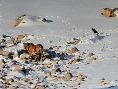 Khunta Mi Initiative: Saving the Amur Tiger - Initiatives - Wildlife Art of John Banovich