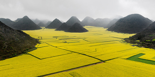 Canola Fields, Luoping, Yunnan Province, China, 2011, chromogenic color print,&nbsp;40 x 80 inches/101.6 x 203.2 cm