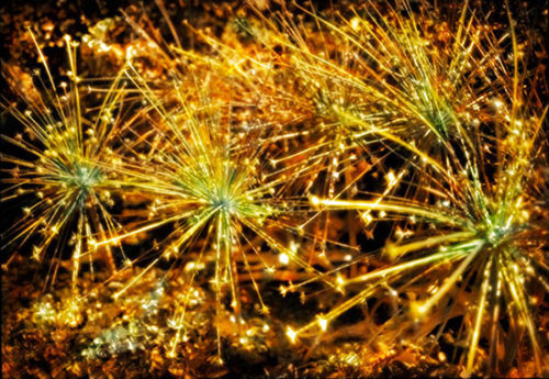Firework Garden 40 x 60 Hand Tinted Archival Pigment Print, Ed. 6