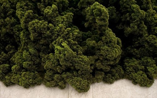 Mint & Magnolia, Westminster, California, 2006, 16 x 25-1/2 Archival Pigment Print, Ed. 15