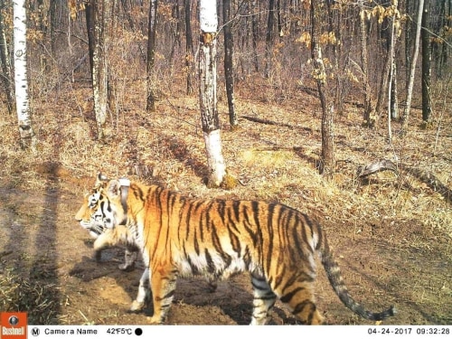 Khunta Mi Initiative: Saving the Amur Tiger - Our Work - Banovich Wildscapes Foundation, nonprofit (501c3) organization fostering cooperative efforts to conserve the earth's wildlife and wild places benefiting the wildlife and the people that live there.