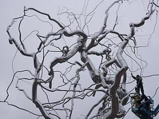 Roxy Paine: Ferment and 'Scumaks and Dendroids'