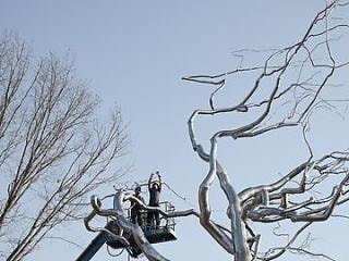 Roxy Paine: Yield at Crystal Bridges Museum of American Art