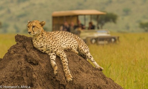Custom Safaris - Banovich Wildscapes Travel