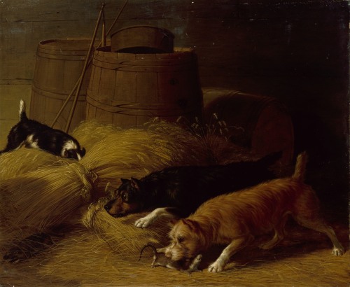 Rats amongst the Barley Sheaves, 1851