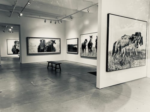 Roberto Dutesco’s Majestic Images Of Wild Horses Captivate And Draw Star-Studded Crowd For Conservation - News - Chase Contemporary