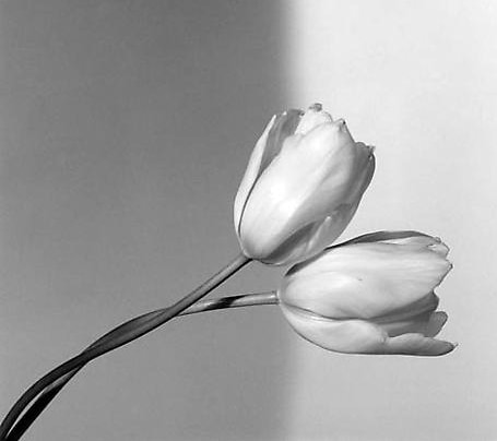 FAQ - Mapplethorpe Foundation