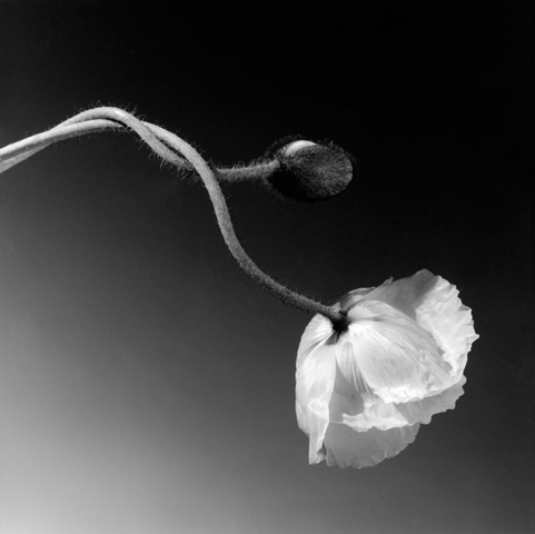 FAQ - Mapplethorpe Foundation