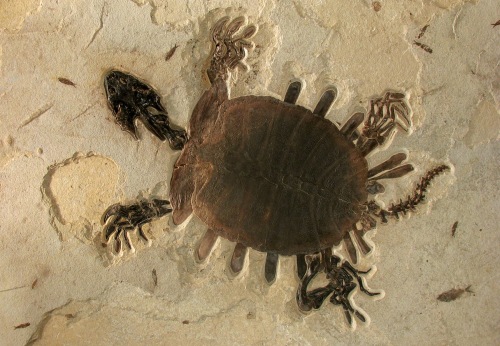 Types of Fossils -  - About-Items - Natural Fossil Art and Design