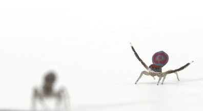 María Fernanda Cardoso in DANCING WITH ALL: The Ecology of Empathy at 21st Century Museum of Contemporary Art