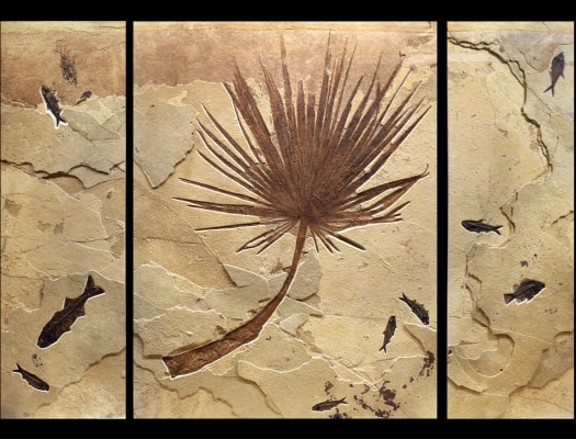 Fossil Palm and Fish Triptych 3001abc
