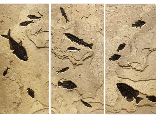 Fossil Fish Triptych 2005abc