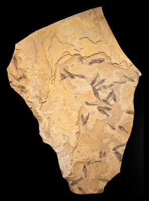 Fossil Fish Mural 7775cm