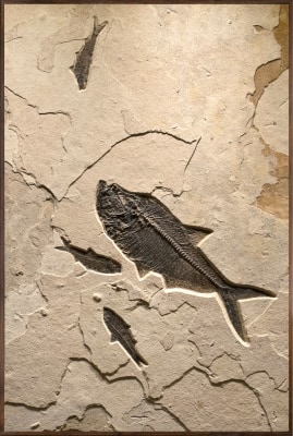 Fossil Mural 7410am (SOLD)