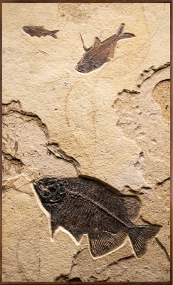 A vertical fossil mural containing three fossil fish, framed and backed for wall mounting