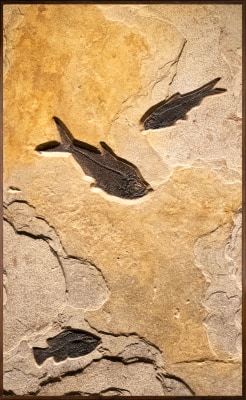 Fossil Fish Mural 6710mm (SOLD)