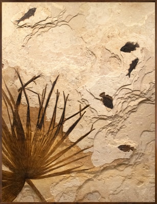Fossil Palm and Fish Mural 9081cm (SOLD)