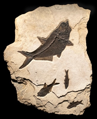 Irregularly shaped Accent size mural containing four fossils, backed with a cleat for wall mounting