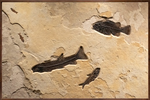 Fossil Mural 0310am (SOLD)
