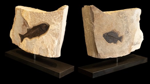 Fossil Sculpture 7460