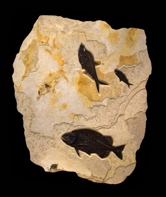 Fossil Fish Mural 5002cm