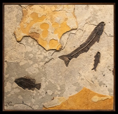 Fossil Fish Mural 5002am (HOLD)