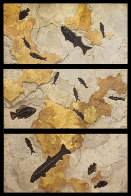 Fossil Fish Triptych 1008ABC (SOLD)