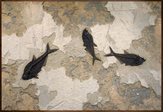 Fossil Fish Mural 5008gm