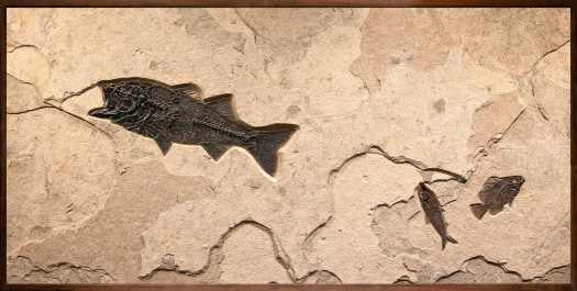 Fossil Fish Mural 0701cm
