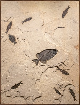 Fossil Mural 4005cm (SOLD)