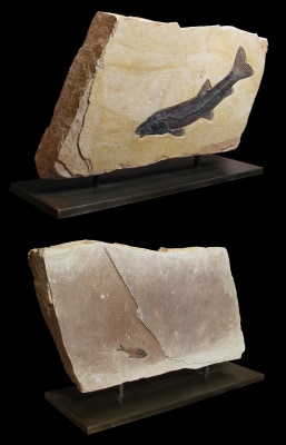 Fossil Sculpture 9300s