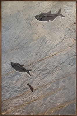 Fossil Fish Mural 7001gm