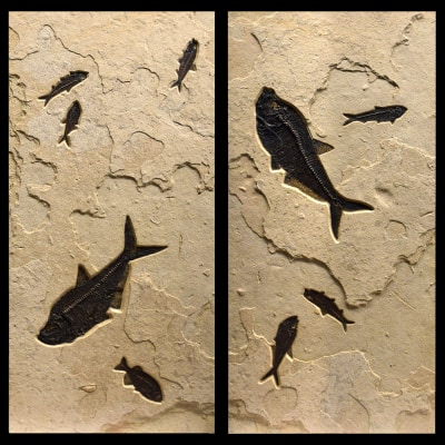 Fossil Fish Diptych 3001AB