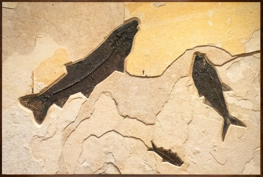 Fossil Fish Mural 8725am