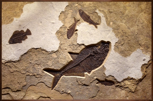 Fossil Fish Mural 0005am