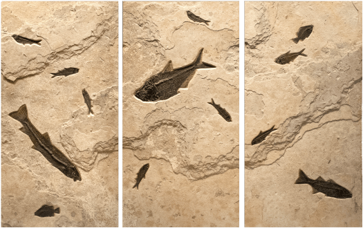 Fossil Fish Triptych 2001ABC (SOLD)