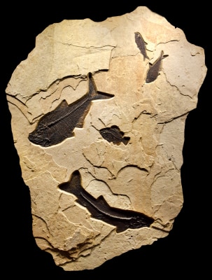 Fossil Fish Mural 6002cm