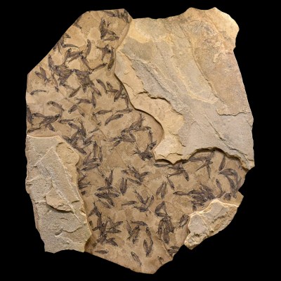 Fossil Fish Mural 0749gm (SOLD)