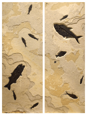 Fossil Fish Diptych 6004ab